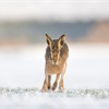 Brown hare Lepus capensis running across field in snow. Scotland. March.